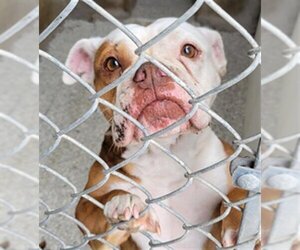 Bulldog Dogs for adoption in Lodi, CA, USA
