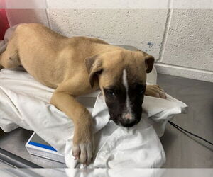 American Pit Bull Terrier Dogs for adoption in San Bernardino, CA, USA