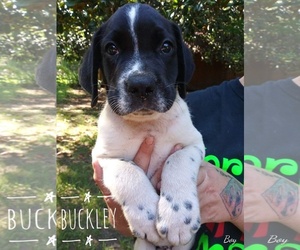 Lab-Pointer Dogs for adoption in Mobile, AL, USA