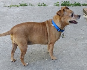 Chug Dogs for adoption in Millville, UT, USA