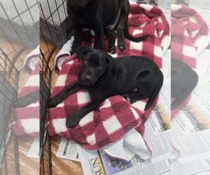 Labrador Retriever-Unknown Mix Dogs for adoption in SHERBURNE, NY, USA