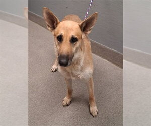 German Shepherd Dog-Unknown Mix Dogs for adoption in Las Vegas, NV, USA