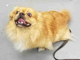 Pekingese Dogs for adoption in Peoria, IL, USA