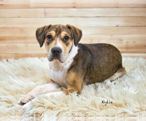 Mutt Dogs for adoption in Hot Springs Village, AR, USA