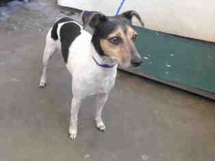 Rat Terrier-Unknown Mix Dogs for adoption in Camarillo, CA, USA