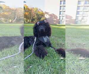 Poodle (Standard)-Unknown Mix Dogs for adoption in Plainfield, IL, USA