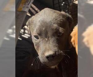 American Staffordshire Terrier Dogs for adoption in San Antonio, TX, USA