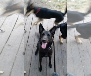 Australian Shepherd-Unknown Mix Dogs for adoption in Pipe Creek, TX, USA