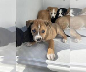 Huskies -Labrador Retriever Mix Dogs for adoption in Houston, TX, USA