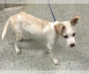 American Pit Bull Terrier-Unknown Mix Dogs for adoption in Conroe, TX, USA