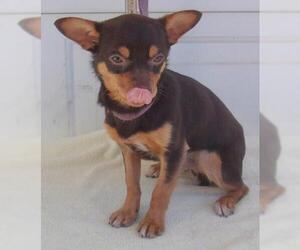 Chihuahua Dogs for adoption in Birch Tree, MO, USA
