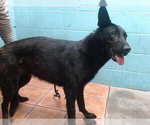 German Shepherd Dog-Unknown Mix Dogs for adoption in Downey, CA, USA