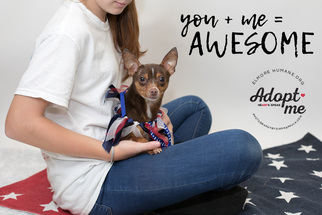 Chihuahua Dogs for adoption in Wetumpka, AL, USA