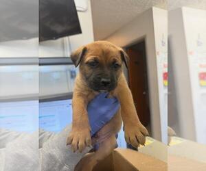 American Pit Bull Terrier-Unknown Mix Dogs for adoption in Woodland, CA, USA