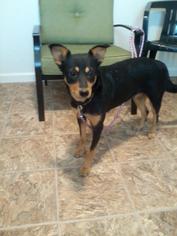 Rat Terrier-Unknown Mix Dogs for adoption in Eastman, GA, USA