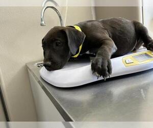 American Pit Bull Terrier-Unknown Mix Dogs for adoption in Visalia, CA, USA