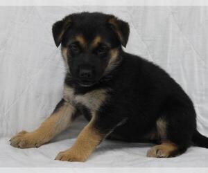 Mutt Dogs for adoption in Thief River Falls, MN, USA