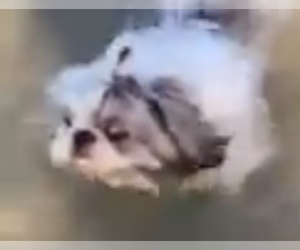 Shih Tzu Dogs for adoption in La Mesa, CA, USA