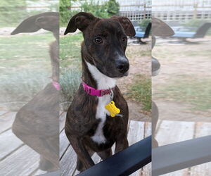 Mutt Dogs for adoption in Sandy, UT, USA