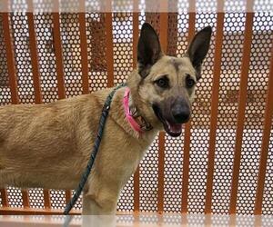 German Shepherd Dog-Unknown Mix Dogs for adoption in Las Vegas, NV, USA