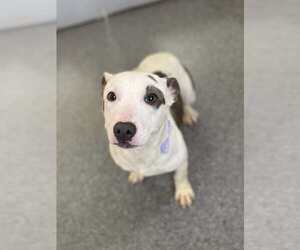 American Pit Bull Terrier-Unknown Mix Dogs for adoption in Low Moor, VA, USA