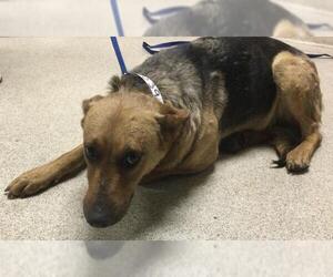 German Shepherd Dog-Unknown Mix Dogs for adoption in Riverside, CA, USA