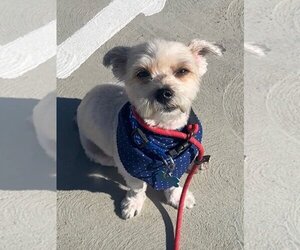 Havanese Dogs for adoption in Newport Beach, CA, USA