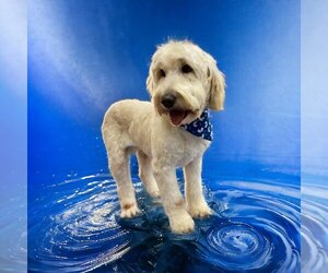 Medium Photo #4 Goldendoodle (Miniature) Puppy For Sale in St. Louis Park, MN, USA