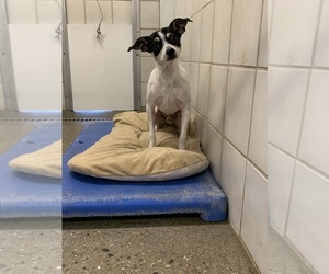 Jack-Rat Terrier Dogs for adoption in Rock Springs, WY, USA