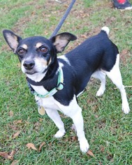 Rat Terrier Dogs for adoption in Huntington, NY, USA