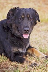 Small Labrador Retriever Mix