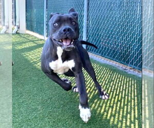 American Staffordshire Terrier-Unknown Mix Dogs for adoption in HOUSTON, TX, USA