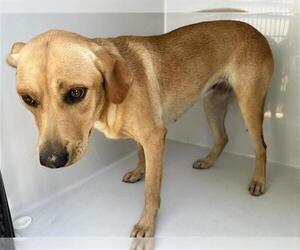 Labrador Retriever-Unknown Mix Dogs for adoption in Houston, TX, USA