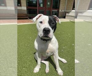 American Bulldog Dogs for adoption in Derwood, MD, USA