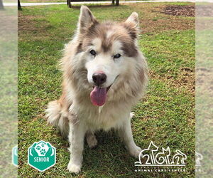 Siberian Husky-Unknown Mix Dogs for adoption in Irvine, CA, USA