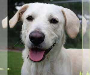 Labrador Retriever-Unknown Mix Dogs for adoption in Canton, CT, USA