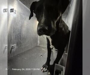 Labrador Retriever-Unknown Mix Dogs for adoption in San Antonio, TX, USA