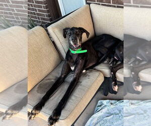 Great Dane Dogs for adoption in Bullard, TX, USA