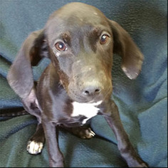 Labrador Retriever Dogs for adoption in Shreveport, LA, USA