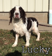 English Springer Spaniel Dogs for adoption in Tremont, IL, USA