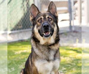 German Shepherd Dog Dogs for adoption in Camarillo, CA, USA
