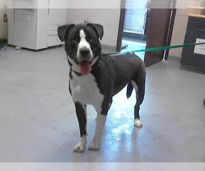 Labrador Retriever-Siberian Husky Mix Dogs for adoption in Fayetteville, NC, USA