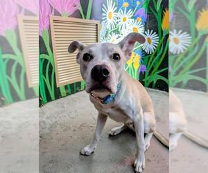 Mutt Dogs for adoption in Frisco, CO, USA