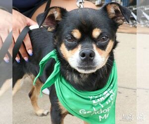 Chihuahua-Unknown Mix Dogs for adoption in Washington, DC, USA