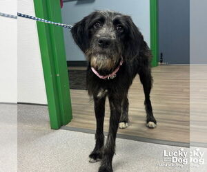 Mutt Dogs for adoption in Washington, DC, USA