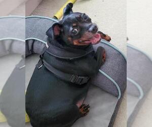 Miniature Pinscher Dogs for adoption in Kettering, OH, USA