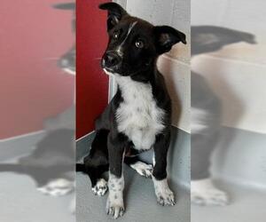 German Shepherd Dog-Unknown Mix Dogs for adoption in Visalia, CA, USA