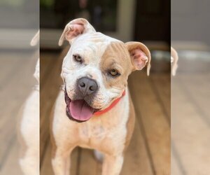 American Pit Bull Terrier Dogs for adoption in Lakemont, GA, USA