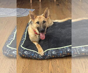 German Shepherd Dog-Unknown Mix Dogs for adoption in Plainfield, IL, USA