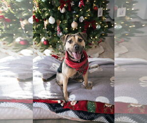 Mutt Dogs for adoption in Chester, NJ, USA